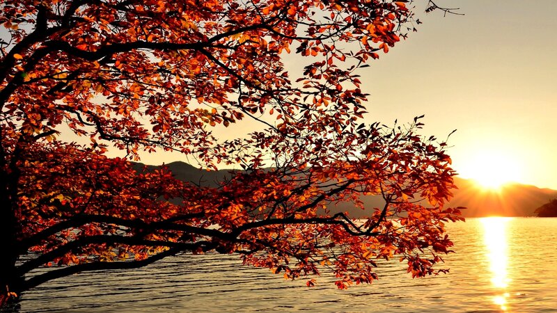 Autumn Tree over Lake — Orange, Serene