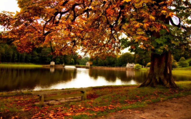 Autumn Tree over Lake — Orange