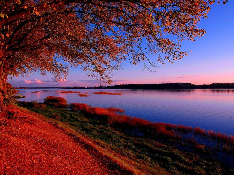 Autumn Tree over Lake — Red, Serene, Sunset