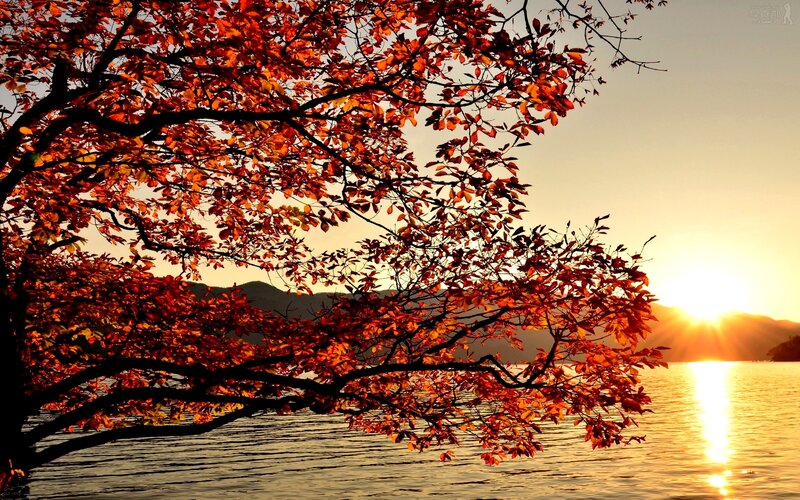 Autumn Tree over Lake — Red, Serene