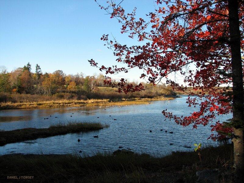 Autumn Tree over Lake — Red