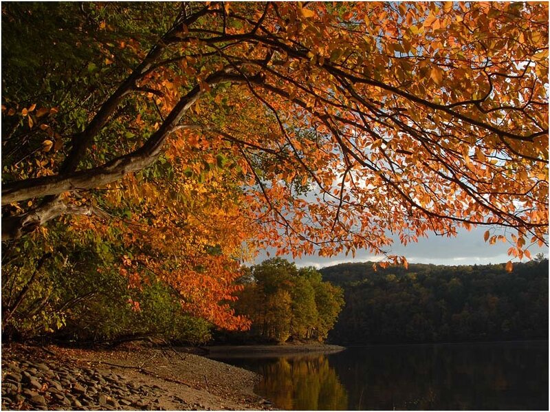 Autumn Tree over Lake