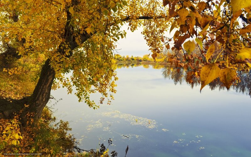 Autumn Tree over Lake — Yellow, Serene