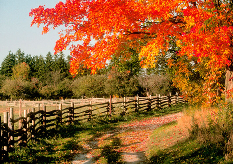 Autumn Tree over Path — Red