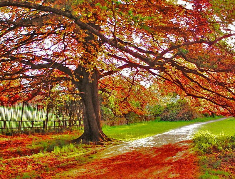 Autumn Tree over Path
