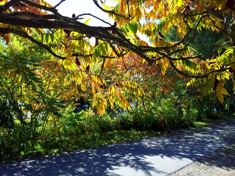 Autumn Tree over Path — Yellow, Serene