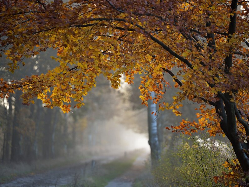 Autumn Tree over Path — Yellow