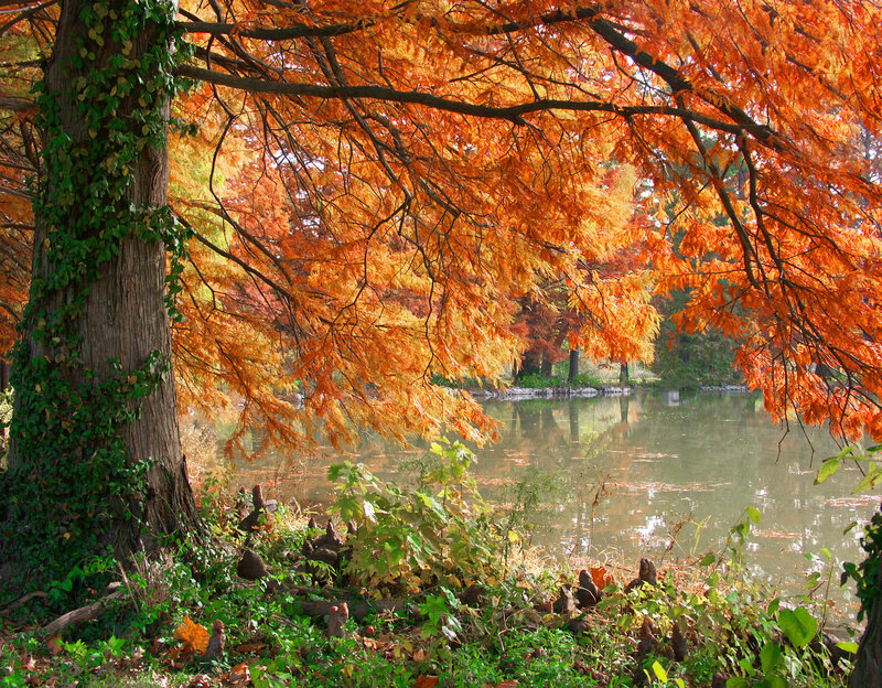 Autumn Tree over Pond