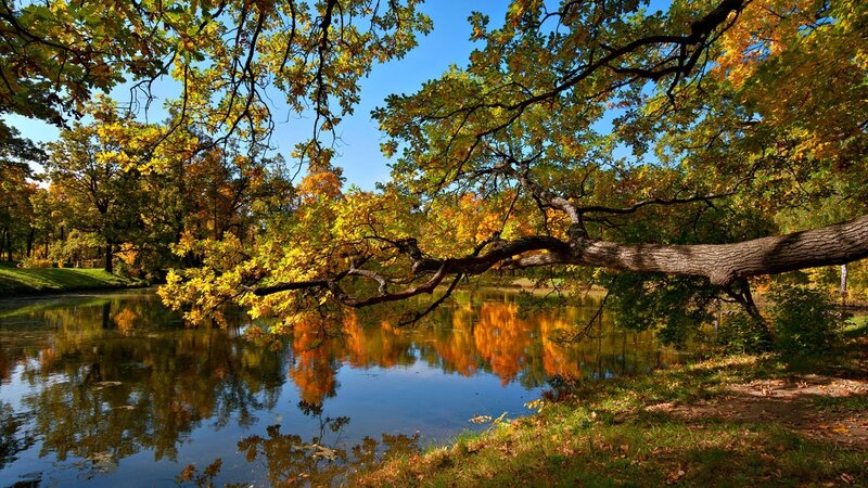Autumn Tree over Pond — Yellow, Serene, Photograph