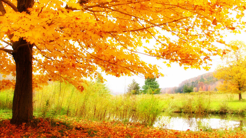 Autumn Tree over Pond — Yellow, Serene