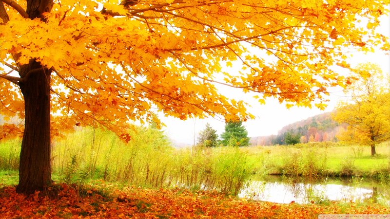 Autumn Tree over Pond — Yellow