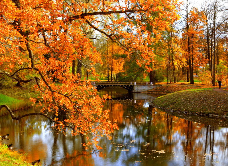 Autumn Tree over River — Orange, Serene, Photograph