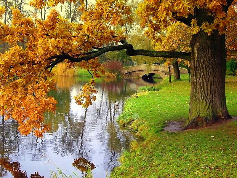 Autumn Tree over River — Orange, Serene