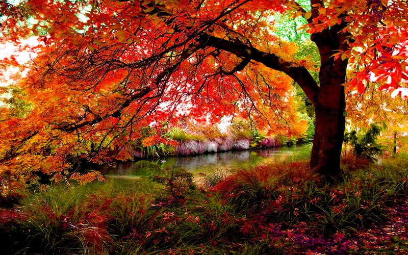 Autumn Tree over River — Red