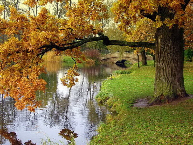 Autumn Tree over River