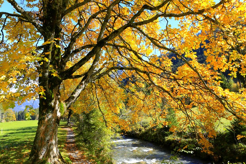 Autumn Tree over Stream — Yellow