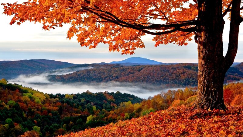 Autumn Tree over Valley