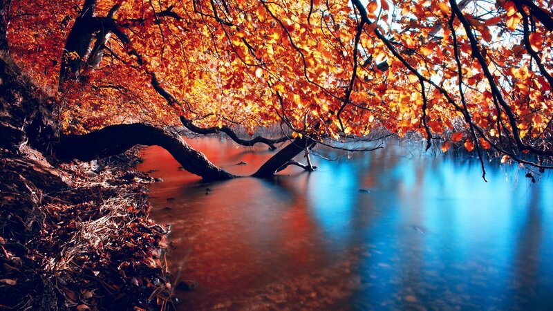 Autumn Tree over Water — Orange, Serene