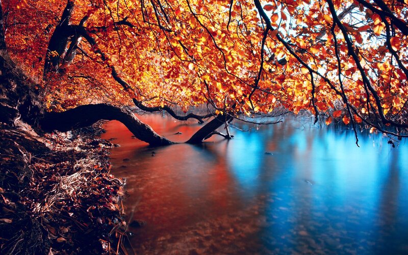 Autumn Tree over Water — Orange