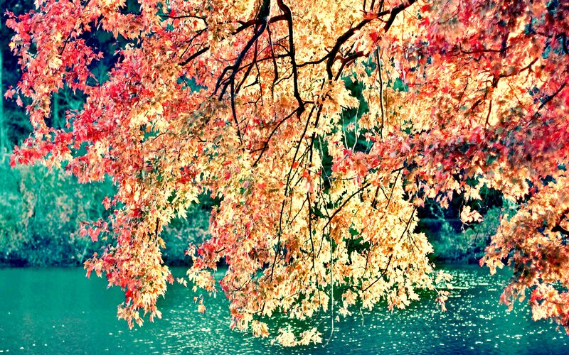 Autumn Tree over Water — Red, Serene