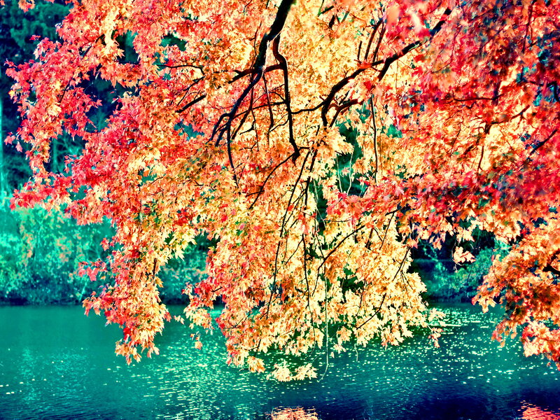 Autumn Tree over Water — Red