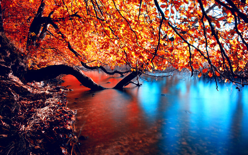 Autumn Tree over Water
