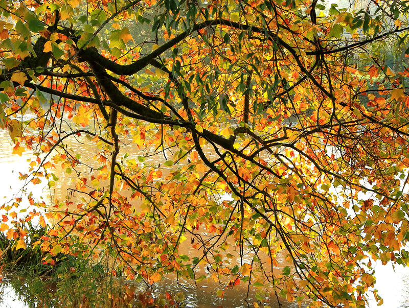 Autumn Tree over Water — Yellow, Serene