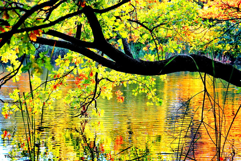 Autumn Tree over Water — Yellow