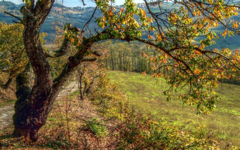 Autumn tree overlooking a valley