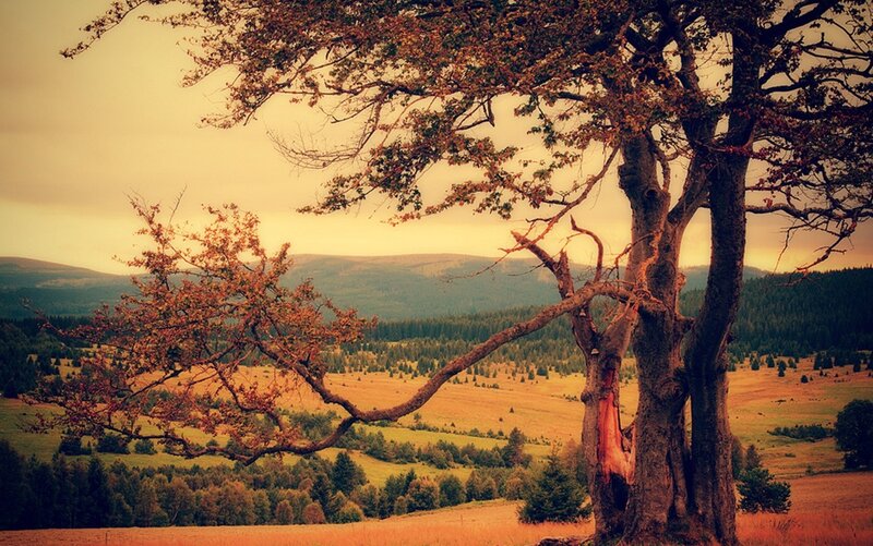 Autumn tree overlooking hills