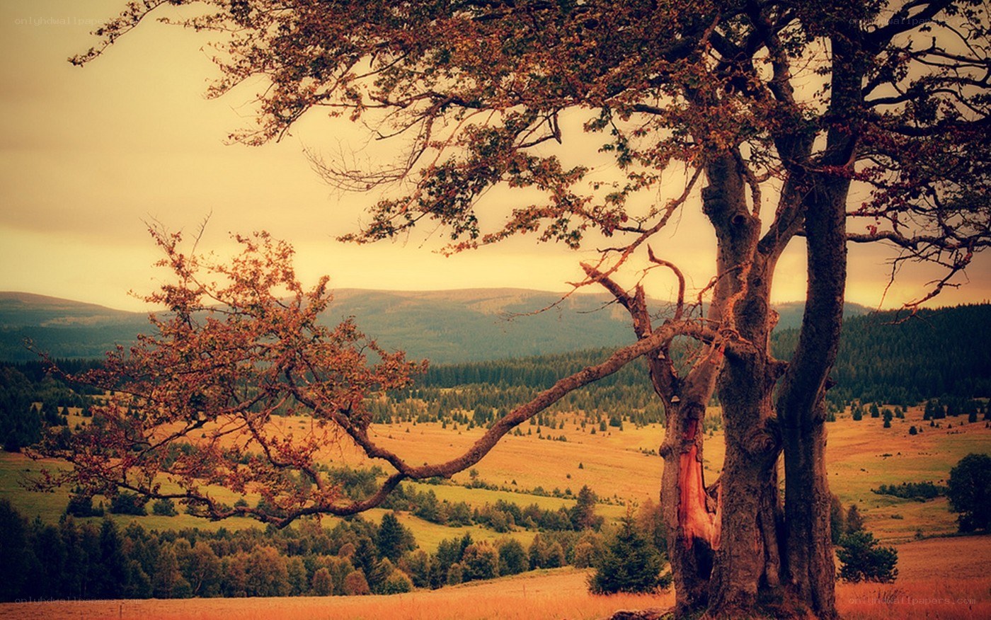 Autumn tree overlooking hills