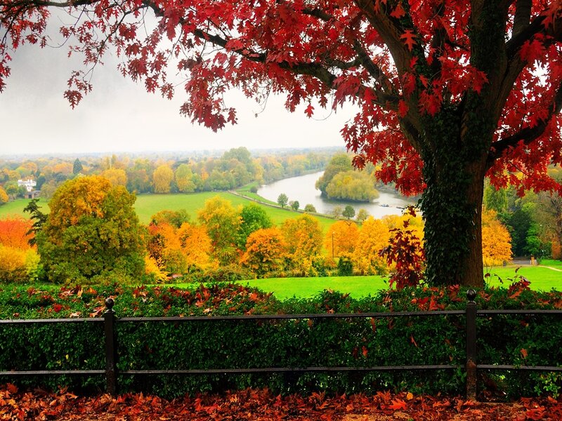 Autumn Tree Overlooking River