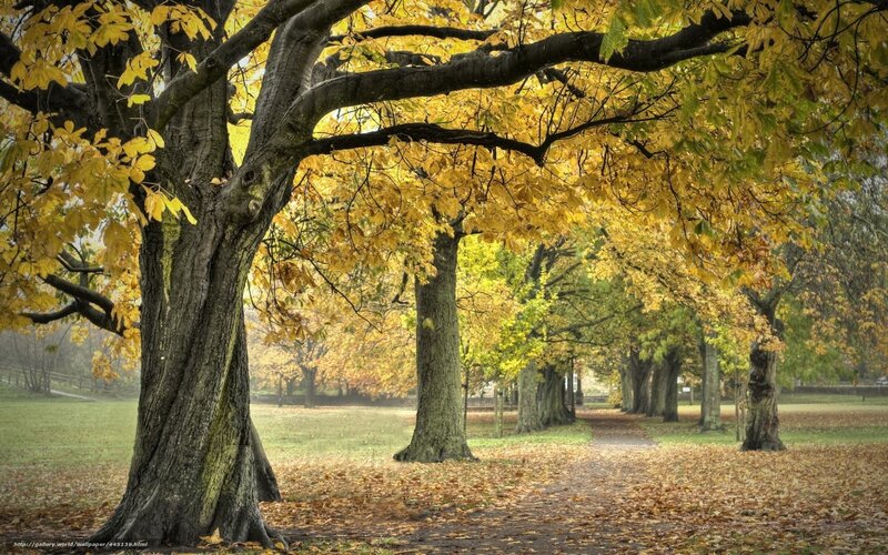 Autumn tree path