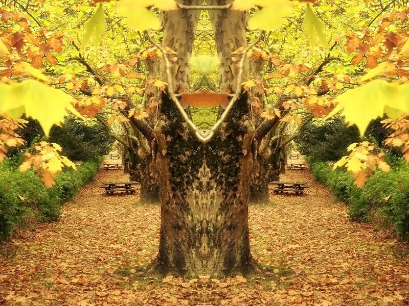 Autumn Tree Path — Yellow