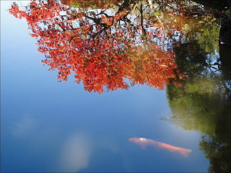 Autumn tree reflected in pond