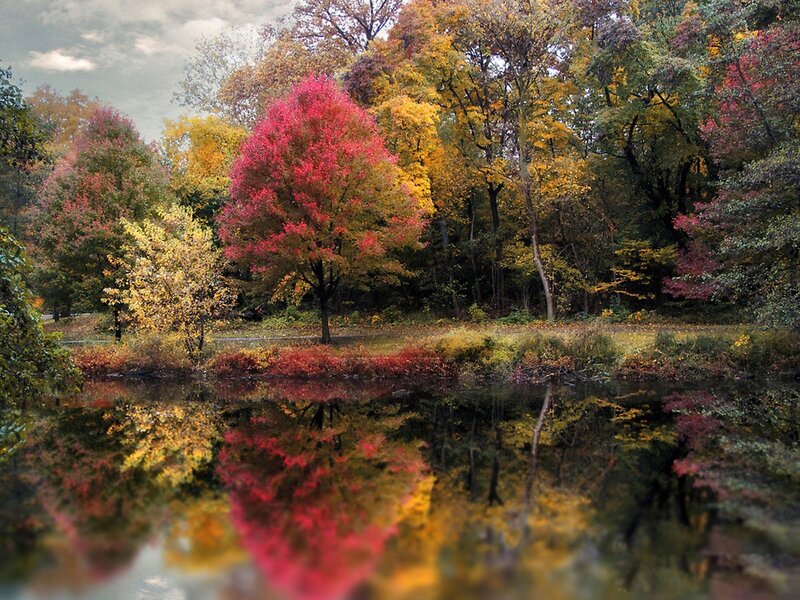 Autumn Tree Reflection — Red, Serene