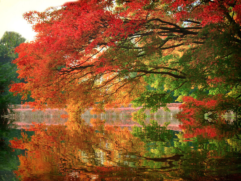Autumn Tree Reflection — Red