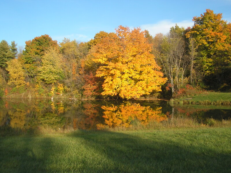 Autumn Tree Reflection — Yellow