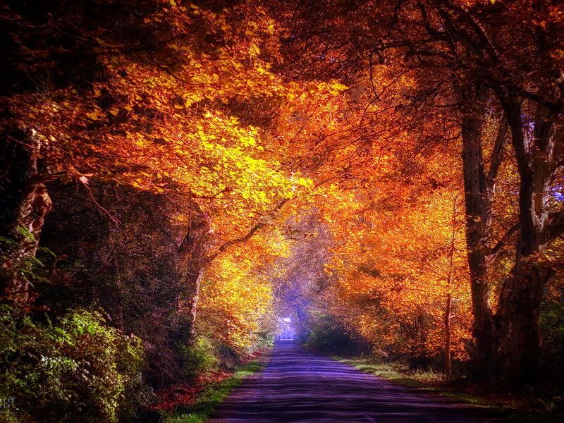 Autumn Tree Tunnel — Orange, Dramatic