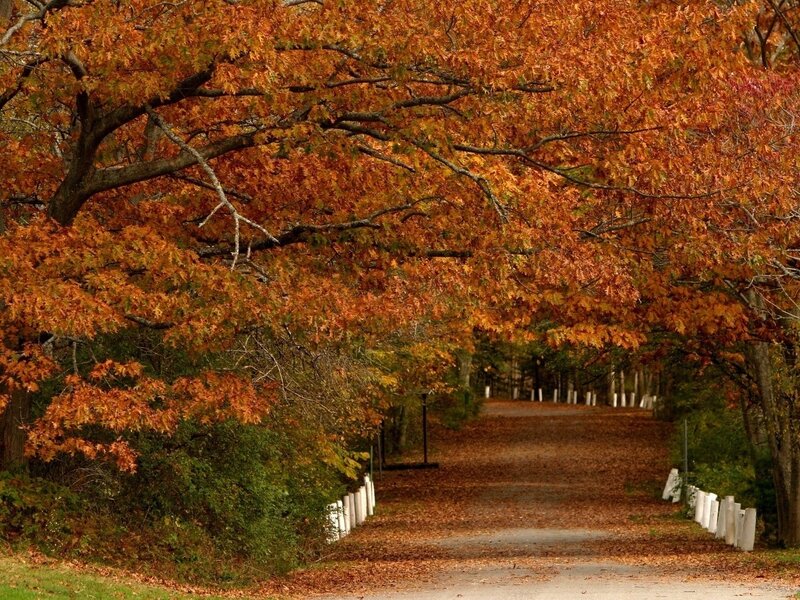 Autumn Tree Tunnel — Orange, Serene, Photograph, Path, Leaves
