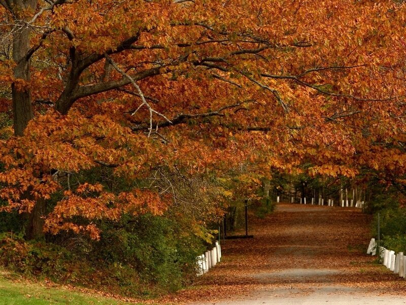 Autumn Tree Tunnel — Orange, Serene, Photograph, Path