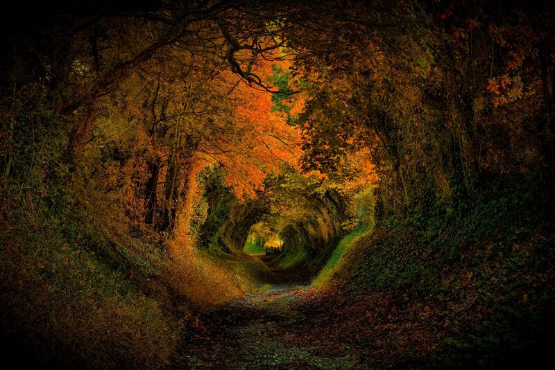 Autumn Tree Tunnel — Orange, Serene, Photograph, Path, Trees