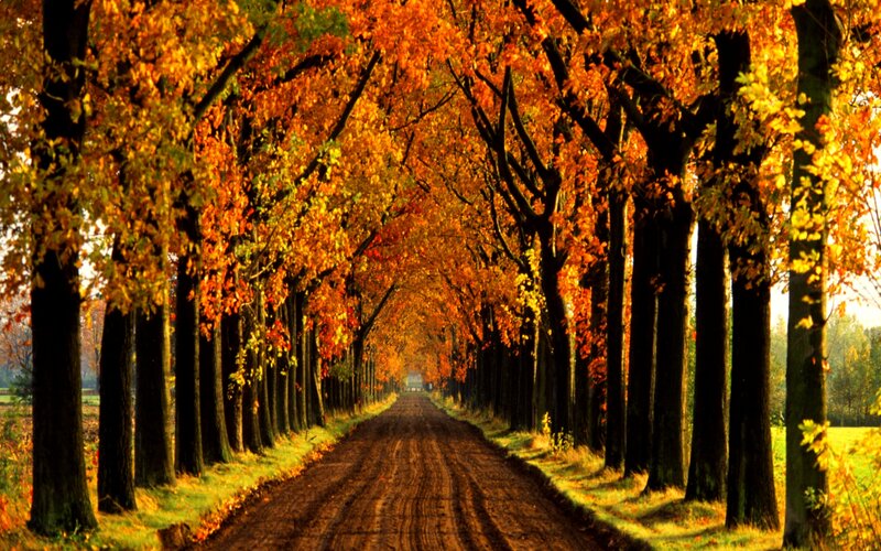 Autumn Tree Tunnel — Orange, Serene, Photograph, Road