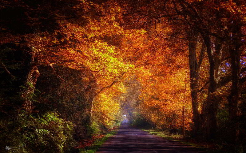 Autumn Tree Tunnel — Orange, Serene, Photograph, Road, Trees, Leaves