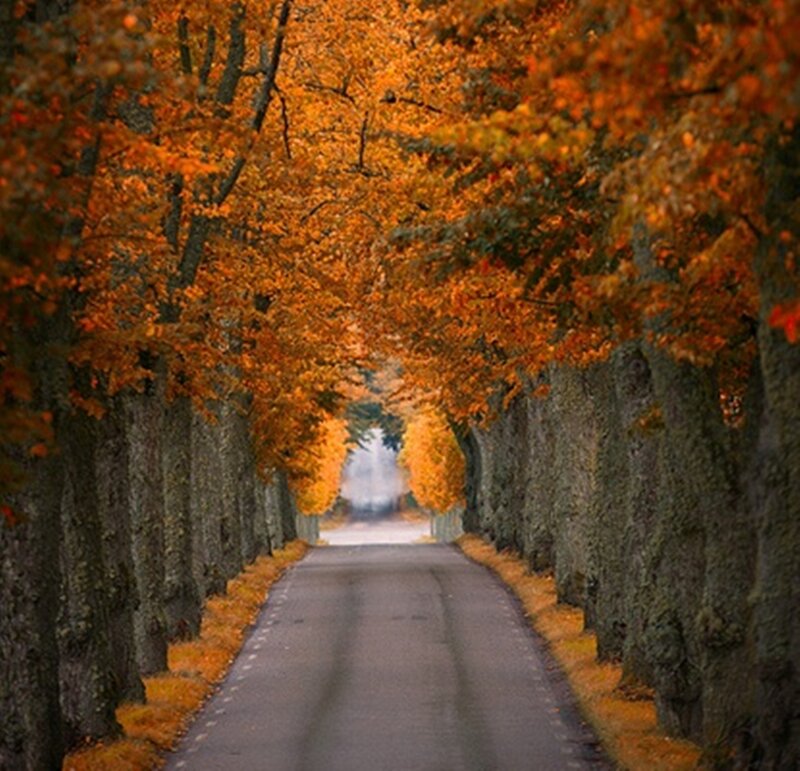 Autumn Tree Tunnel — Orange, Serene, Photograph, Road, Trees