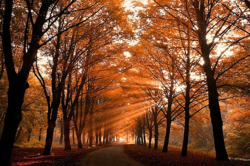 Autumn Tree Tunnel — Orange, Serene, Photograph