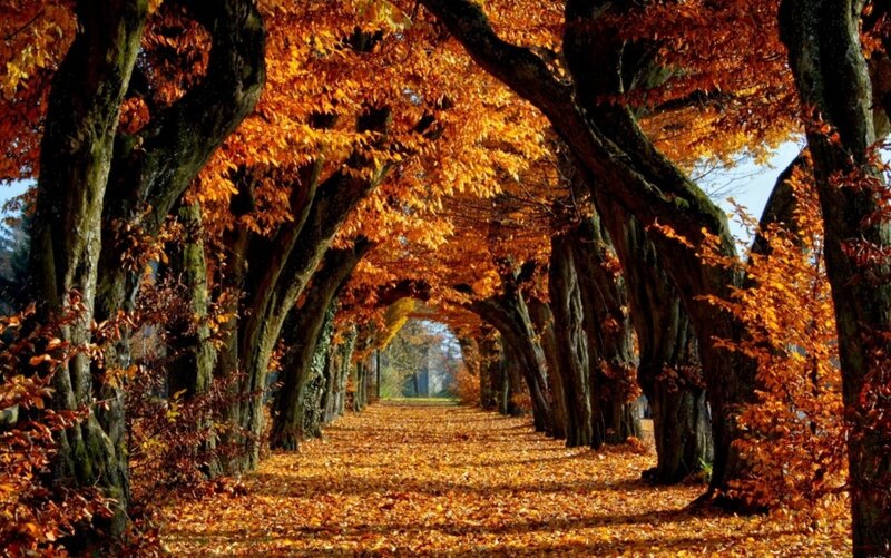 Autumn Tree Tunnel — Orange, Serene, Photograph, Trees, Leaves, Path