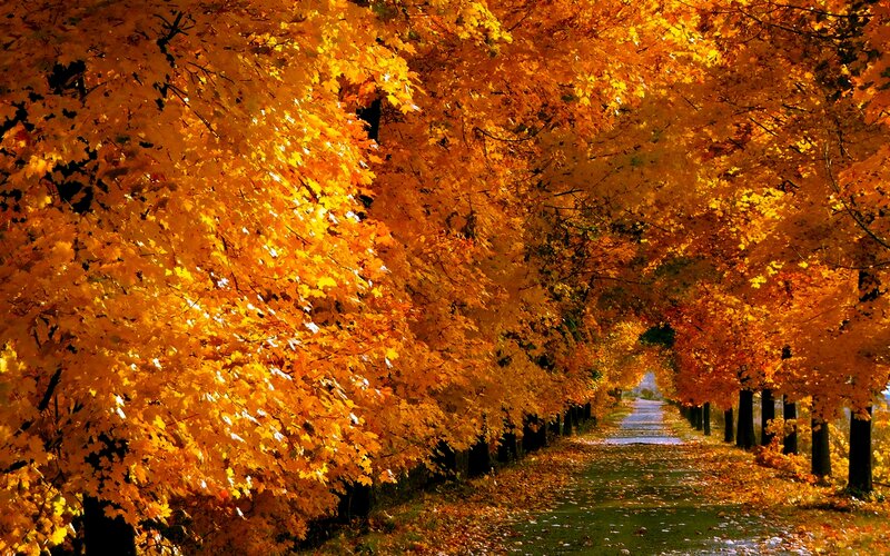 Autumn Tree Tunnel — Orange, Serene, Photograph, Trees, Path, Leaves