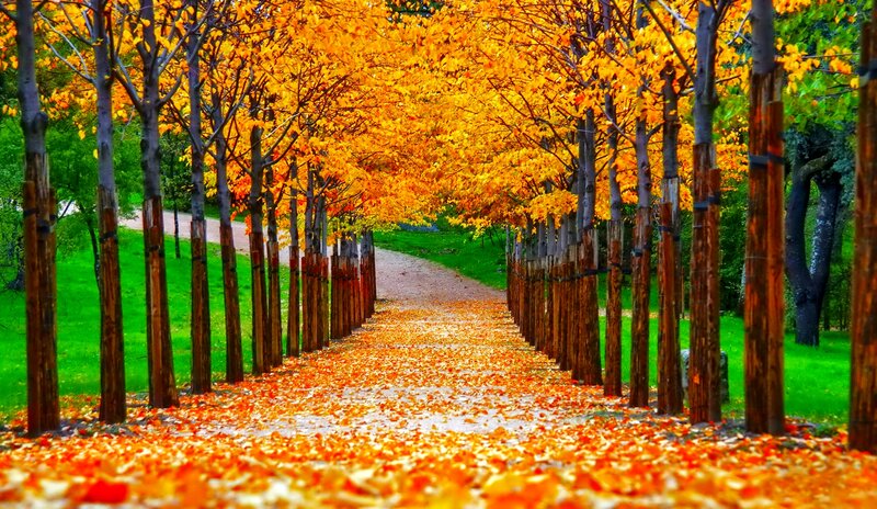 Autumn Tree Tunnel — Orange, Serene, Photograph, Trees, Path