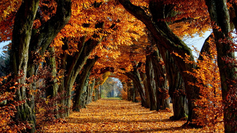 Autumn Tree Tunnel — Orange, Serene, Photograph, Trees